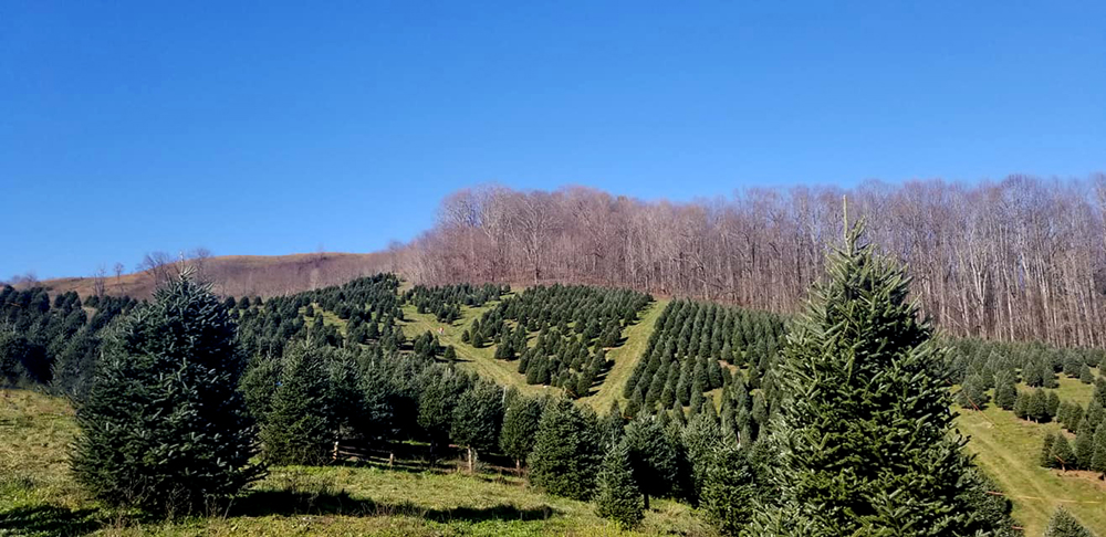 Frosty's Christmas Trees